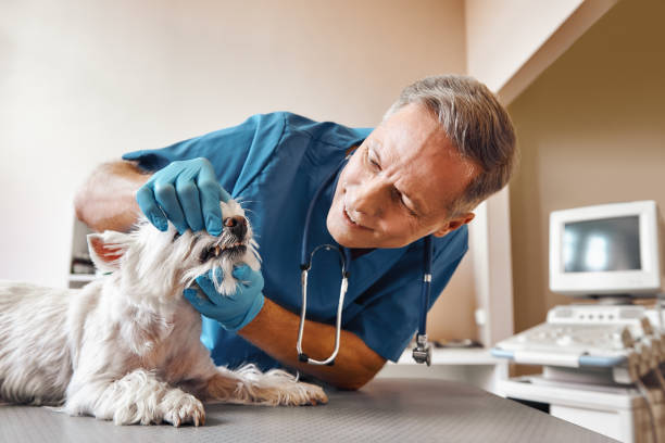 Best Pediatric Emergency Dentist in Pocono Woodland Lakes, PA